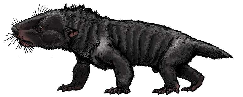 Do tamanho de um cão Labrador, o Chiniquodon theotonicus era um feroz predador