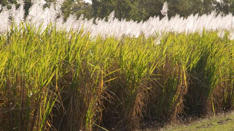 Etanol brasileiro é feito majoritariamente a partir da cana de açúcar