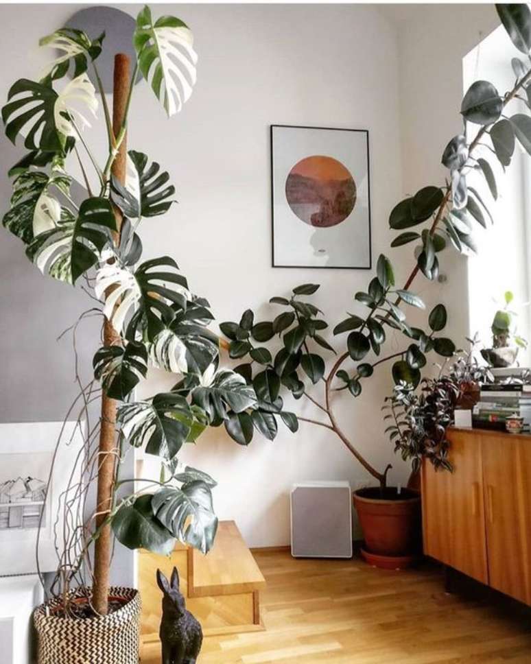 25. A Costela de Ad&atilde;o se ramifica por todo o c&ocirc;modo neste exemplo. Foto: Instagram