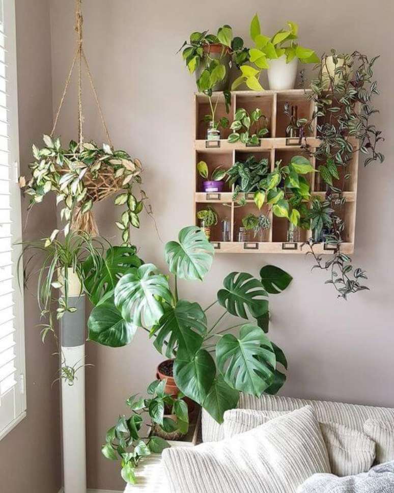 40. É interessante associar a Costela de Adão a outras plantas, mas de modo equilibrado. Foto: Yo Home