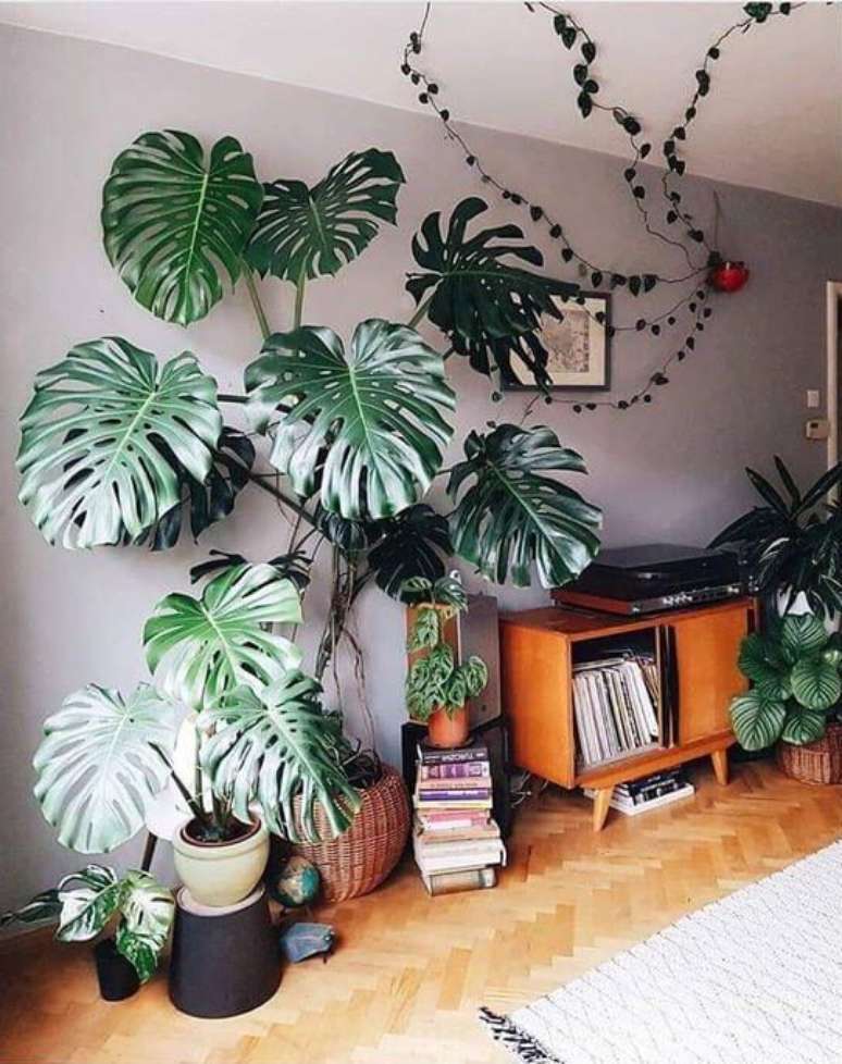 35. As folhas grandes da Costela de Ad&atilde;o ajudam a preencher o ambiente. Foto: Instagram