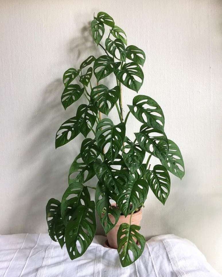 27. As folhas furadas da Costela de Ad&atilde;o s&atilde;o elementos que d&atilde;o destaque &agrave; planta. Foto: Instagram