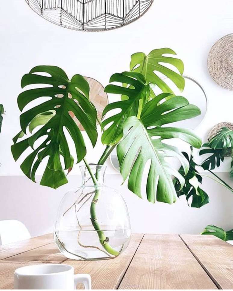 38. A Costela de Ad&atilde;o pode ser utilizada sem substrato em um vaso de vidro. Foto: Instagram