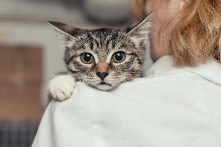 Oração de Sta. Gertrudes para proteger seus gatos