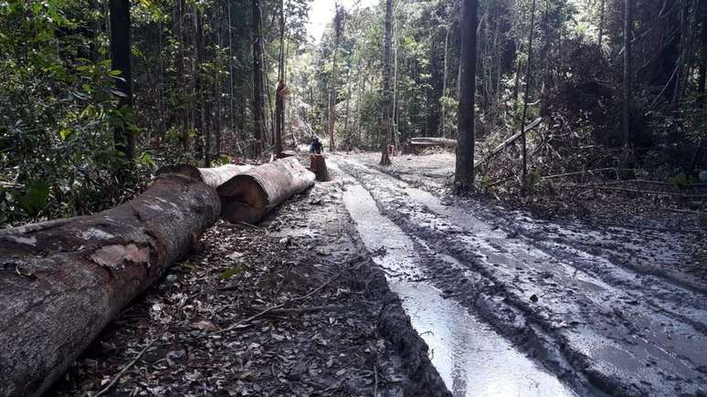 Combate à extração ilegal de madeira não conseguiu impedir a perda de uma área maior que o território da Alemanha na Floresta Amazônica