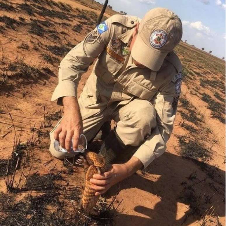 Imagem de bombeiro dando água a tatu após incêndio no MT emocionou nas redes sociais