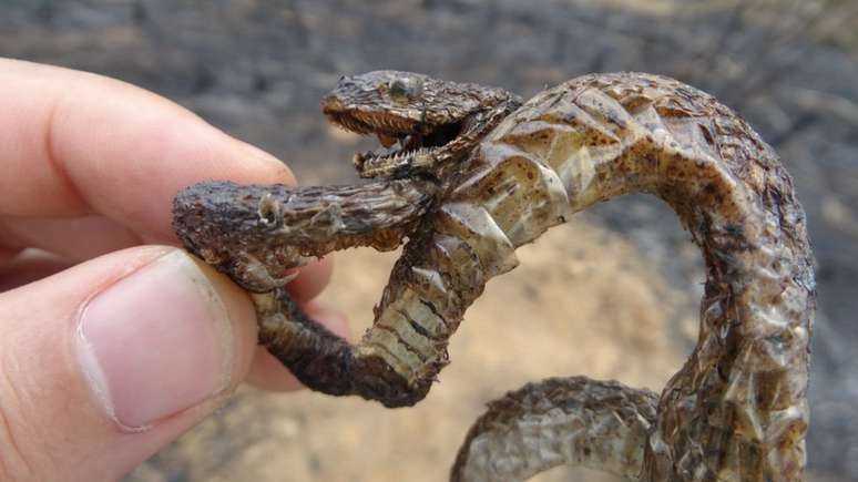 Um filhote de cobra carbonizado por um incêndio florestal