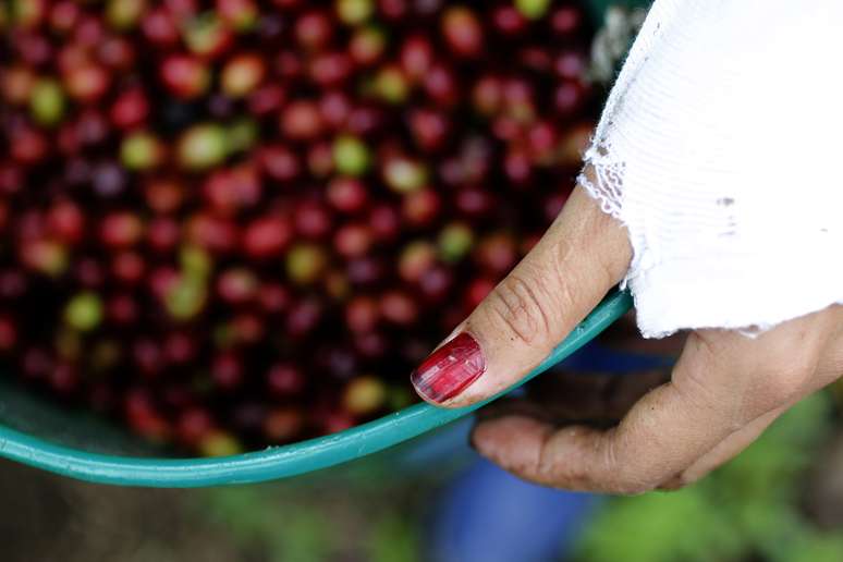 Caf&eacute; ar&aacute;bica 
02/03/2012
REUTERS/Jose Miguel Gomez