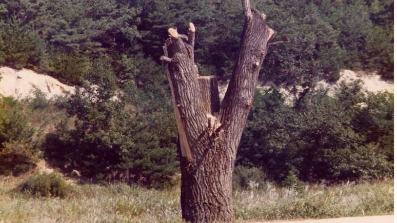 Engenheiros dos EUA podaram a árvore com motosserras, deixando apenas o tronco