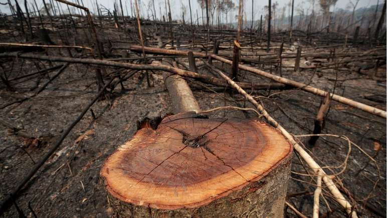 A Amazônia é do mundo ou dos brasileiros?