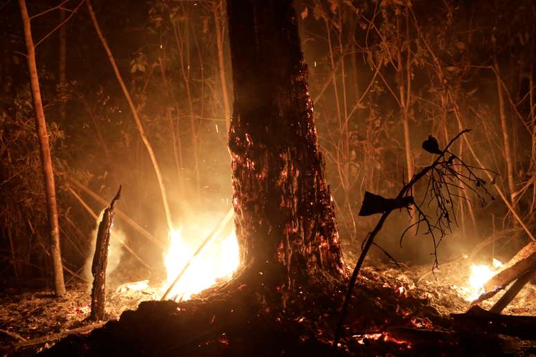 Árvore queima em incêndio na Amazônia