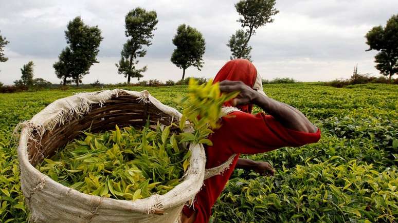 O fósforo é um fertilizante agrícola essencial que não tem um substituto conhecido