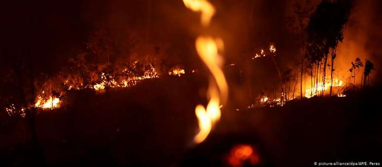 Fogo devasta floresta na região de Porto Velho