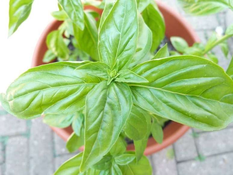 3. O manjericão é um tipo perfeito de planta para se manter em uma horta em casa, pois é útil e não precisa de muitos cuidados