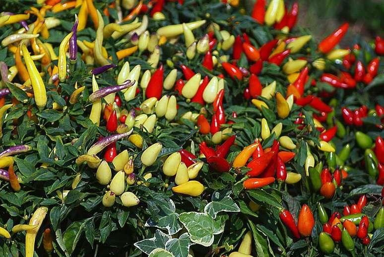10. As pimentas, com suas cores fortes, enriquecem o visual de sua horta em casa