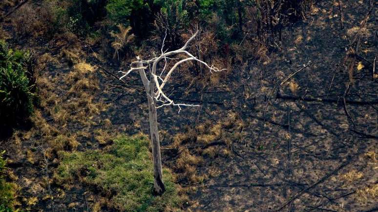 A fumaça e as chamas cobriram milhares de hectares de floresta tropical