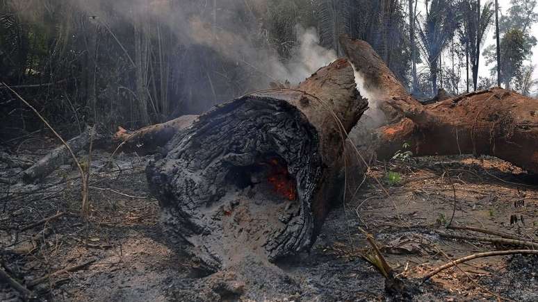 O desmatamento e as mudanças climáticas podem afetar a regeneração das áreas afetadas pelo fogo