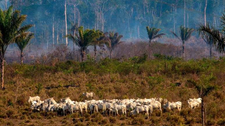 Várias áreas da Amazônia estão sendo afetadas pela pecuária