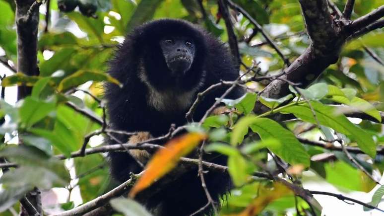 Milhares de espécies diferentes vivem na Amazônia