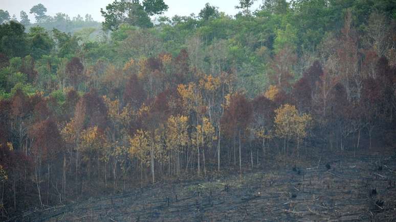 As árvores da região amazônica não têm mecanismos de defesa contra o fogo