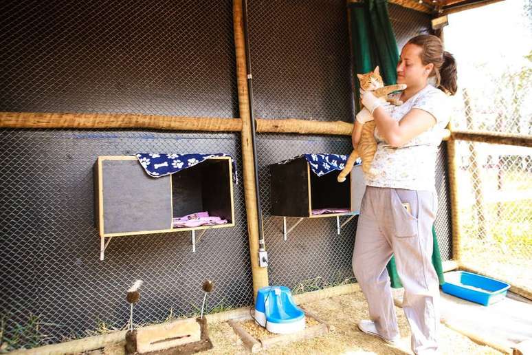 Animais resgatados após rompimento de barragem em Brumadinho estão em fazenda da Vale e recebendo cuidados médicos.