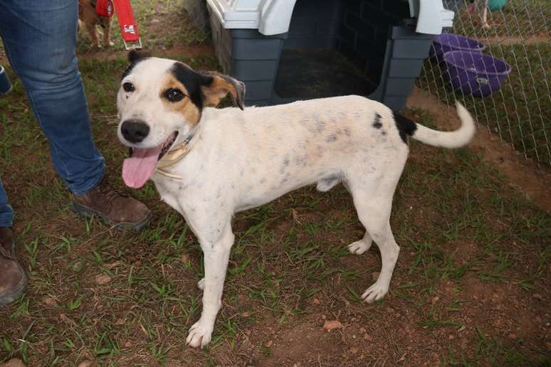 Cães e gatos, que por algum motivo não encontraram seus donos, serão colocados para adoção em Brumadinho.