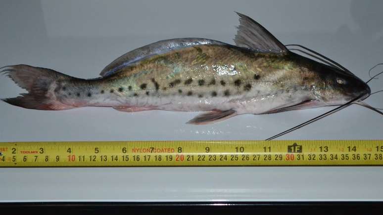 Piracatinga, peixe necr&oacute;fago que muitas vezes morde outro peixe j&aacute; fisgado pelo anzol na pesca