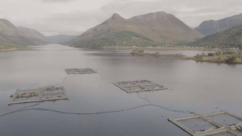 Fazendas de salmão na Escócia