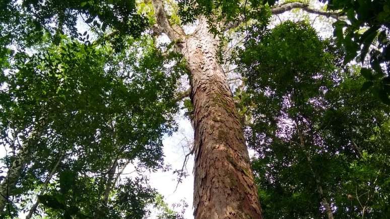 A mais alta das árvores gigantes da Amazônia está dentro de uma unidade de conservação estadual de uso sustentável, a Floresta Estadual do Parú (PA)