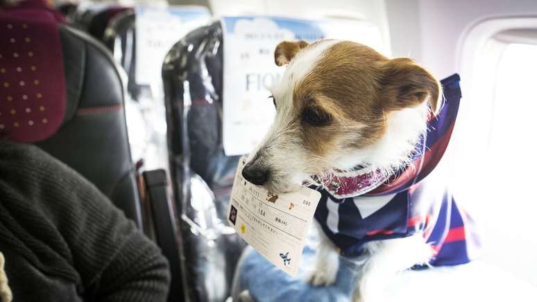 Cães de apoio emocional são permitidos pela maioria das companhias áreas do Brasil