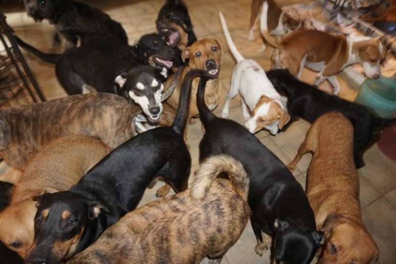 Mulher decidiu abrigar 97 cachorros na casa dela para protegê-los do furacão.