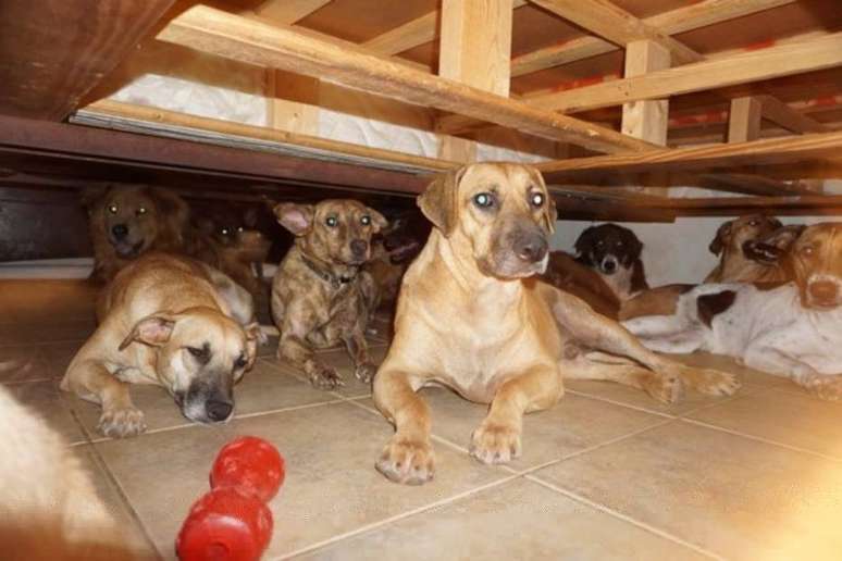 Cães que foram abrigados por Chelle Phillips por ameaça do furacão Dorian, nas Bahamas.