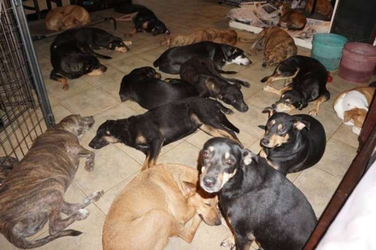 Acuados, porém protegidos, cachorrinhos dividem casa de mulher que decidiu salvá-los da ameaça do furacão Dorian.