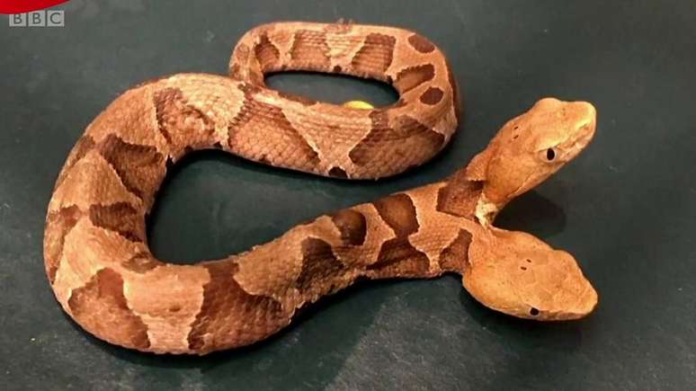 As cobras de duas cabeças geralmente são formadas por um embrião que começa a se dividir em gêmeos idênticos, mas o processo se interrompe