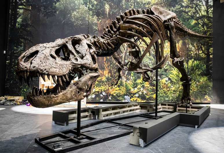 O tiranossauro parece ter estruturas similares às de jacarés em seu crânio
