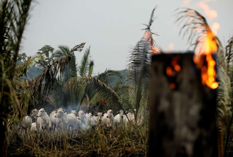 Gado em meio &agrave; fuma&ccedil;a de um trecho em chamas da floresta amaz&ocirc;nica, que &eacute; desmatada por madeireiros e agricultores em Apui. 
REUTERS/Bruno Kelly
03/09/2019