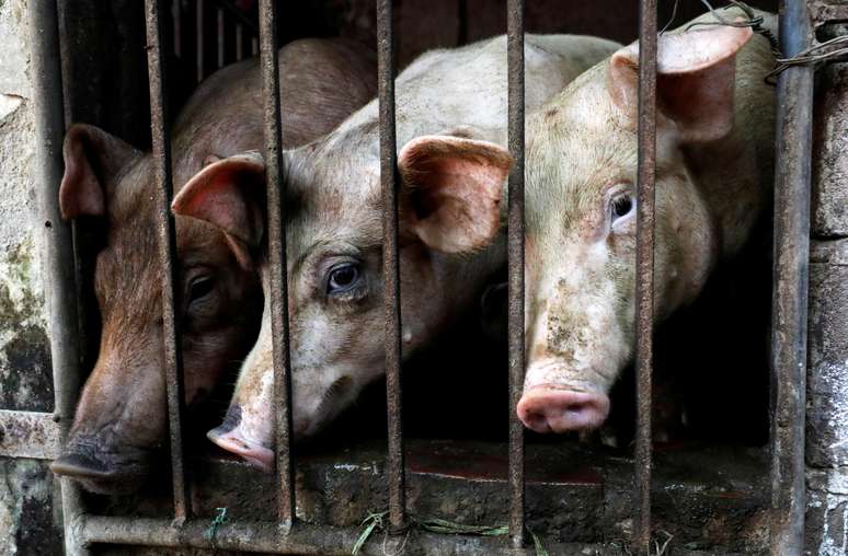 Criação de porcos em Hanói, Vietnã 
28/06/2019
REUTERS/Nguyen Huy Kham