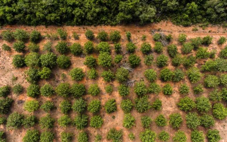 Pequizeiros cultivados na Terra Ind&iacute;gena Wawi (MT) em &aacute;rea que havia sido degradada por pecu&aacute;ria no passado