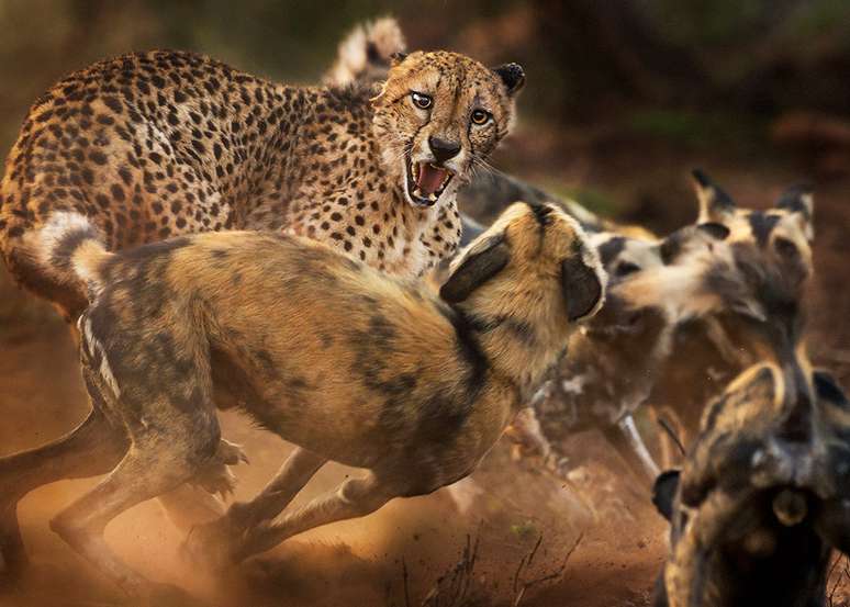 Guepardo e cachorros selvagens