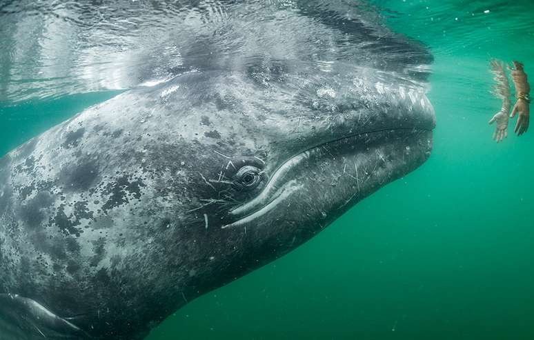 Baleia quase toca m&atilde;o de turista