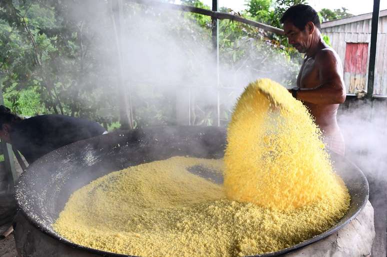 Produção de farinha de mandioca requer preparo rigoroso