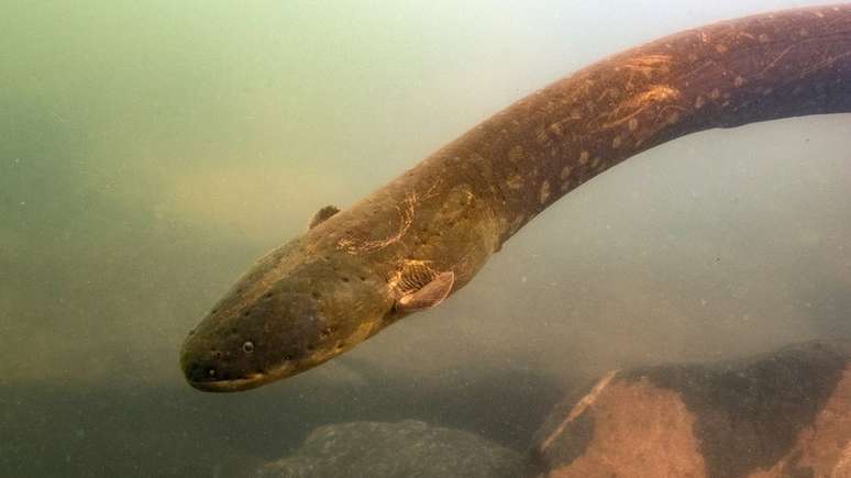 O Electrophorus voltai é uma das duas novas espécies de peixe-elétrico descobertas na Amazônia