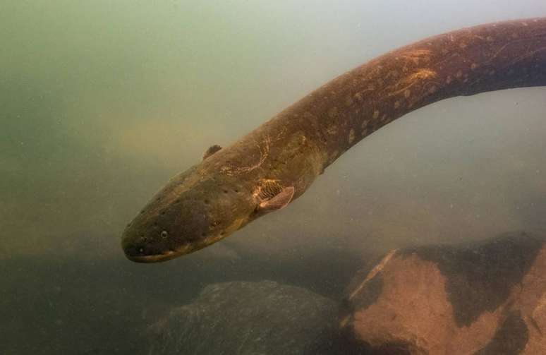 Nova espécie de peixe elétrico da Amazônia, o 'Electrophorus voltai' emite uma descarga de 860 volts