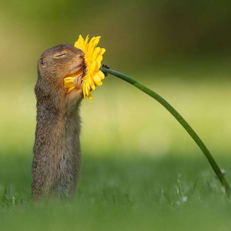 Dick van Duijn publicou uma sequência de fotos que mostra o esquilo começando a se aproximar da flor até finalmente cheirá-la.