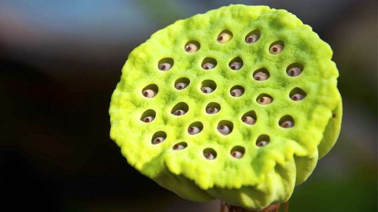 Se você tem algum tipo de aflição ao olhar para essa flor-de-lótus, você pode ter tripofobia