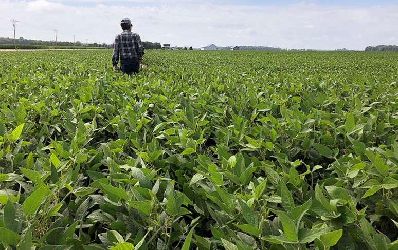 Analista checa plantio de soja em Allen County, Indiana (EUA) 
19/08/2019
REUTERS/P.J. Huffstutter