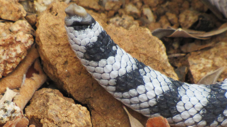 Pesquisador diz que cobras são comuns em ilhas porque há poucos ou nenhum predador