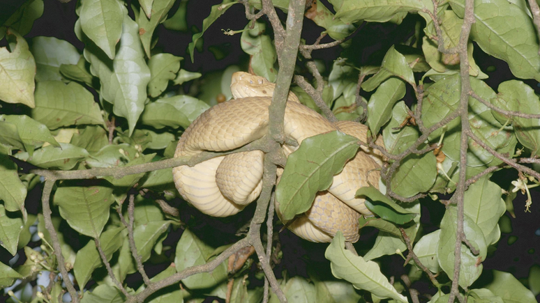 Entre os exemplos de cobras que são excelentes colonizadoras está jararaca comum do sudeste do Brasil