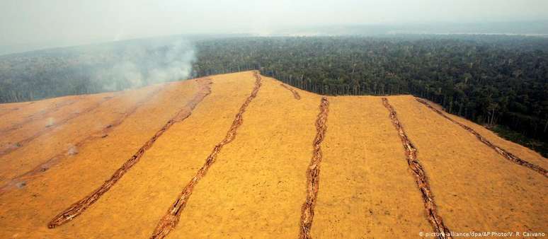 Como no Brasil, plantio da soja ameaça florestas tropicais