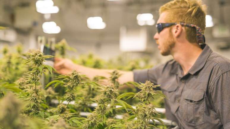 Correla&ccedil;&atilde;o entre o consumo de maconha e de &aacute;lcool j&aacute; foi tema de dezenas de estudos